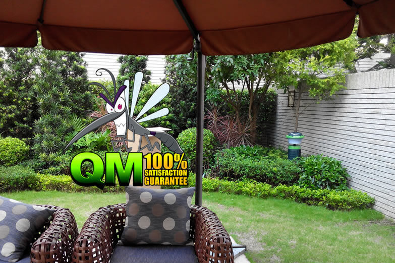 ��~���A�� �q�¥� mosquito